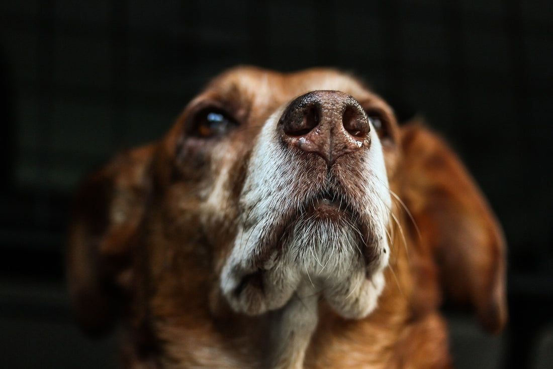 senior dog